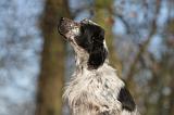 SETTER ANGLAIS 003